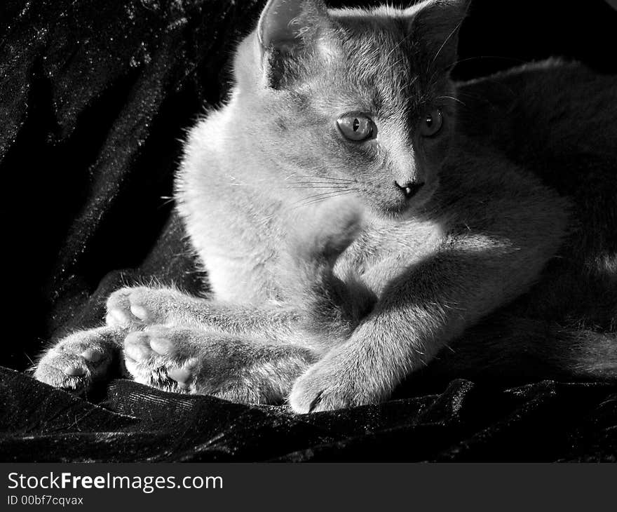 Grey cat watching with attention sitting in the evening sunlight