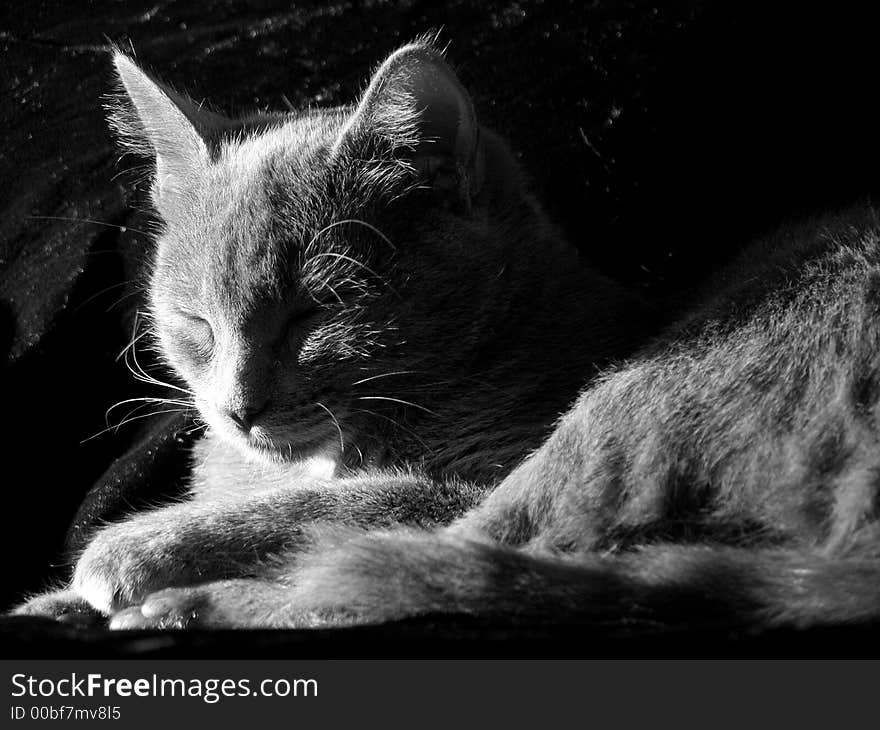 Grey cat sleeping in the evening sunlight