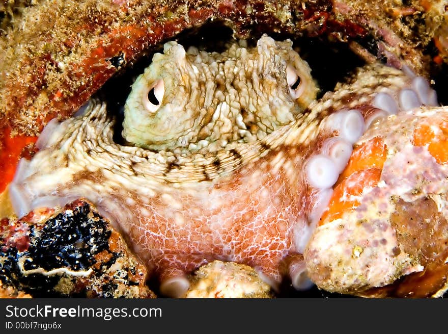 Caribbean octopus in pot. Bonaire