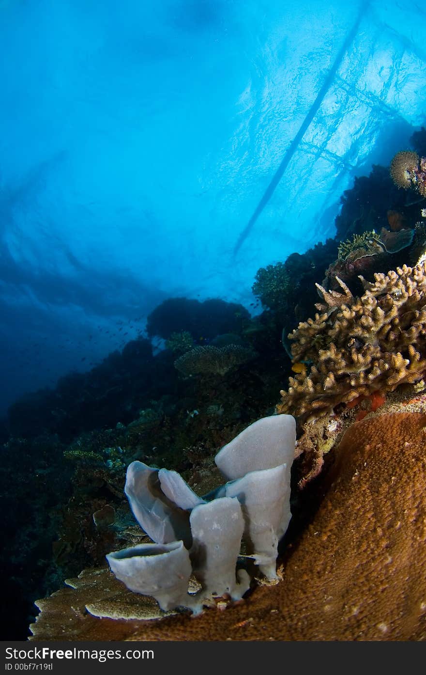 Coral near surface Indonesia Sulawesi