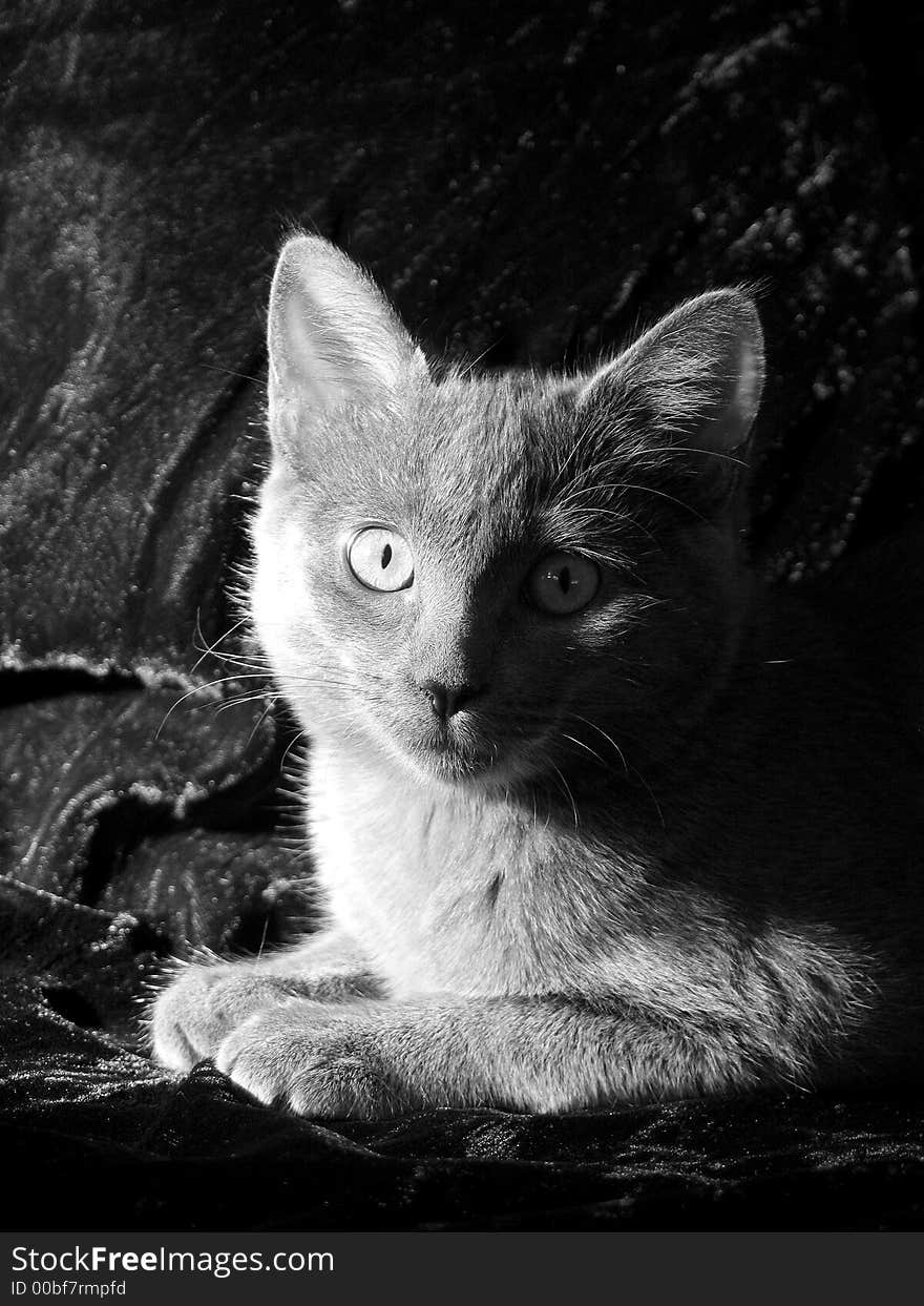 Grey cat watching with attention sitting in the evening sunlight