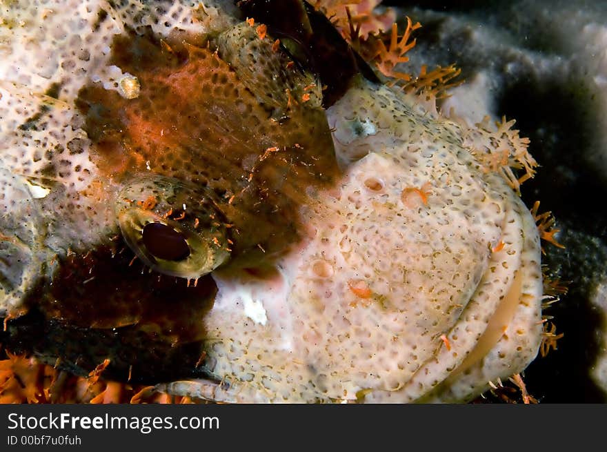 Scorpion Fish On Reef.  Indonesia Sulawesi