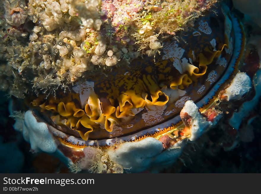 Shell on reef.  Indonesia Sulawesi Lembehstreet. Shell on reef.  Indonesia Sulawesi Lembehstreet