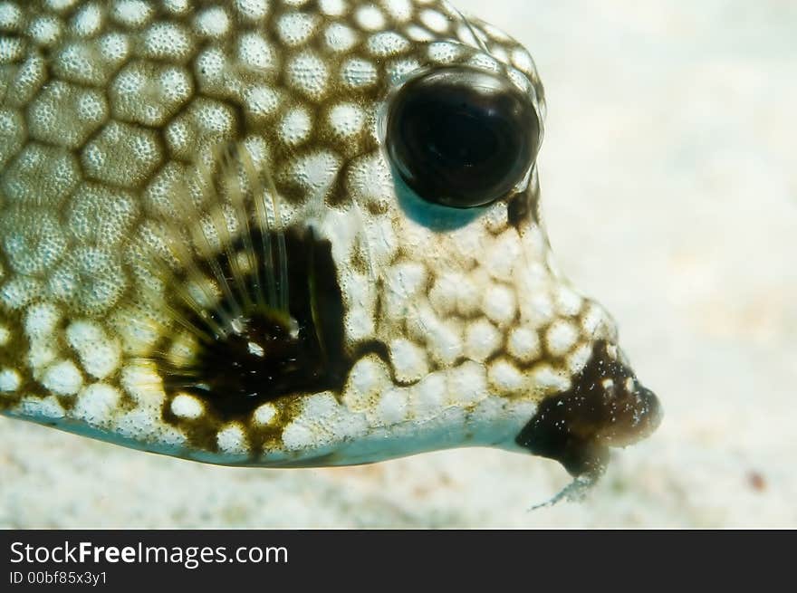 Reef fish Bonaire