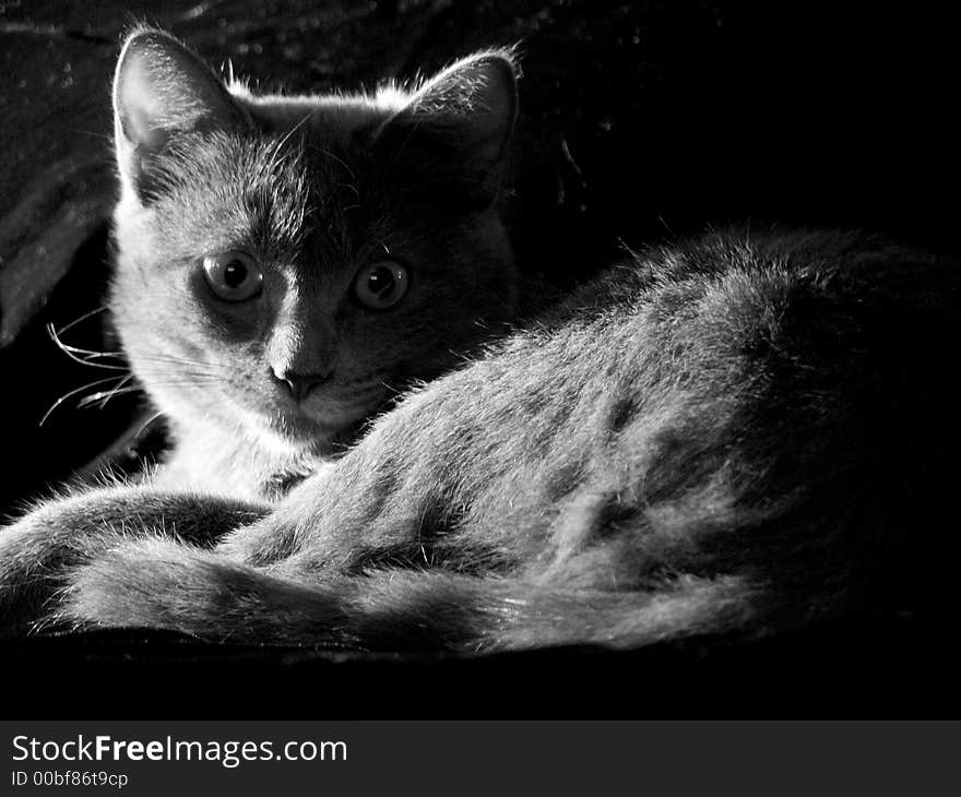 Grey cat watching with attention sitting in the evening sunlight