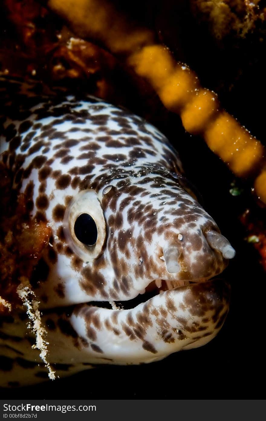 Peppered murene hiding in the coral reef Bonaire Antilles. Peppered murene hiding in the coral reef Bonaire Antilles