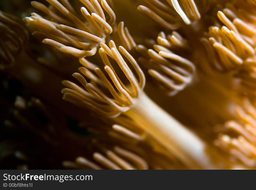 Anemone, Soft Coral