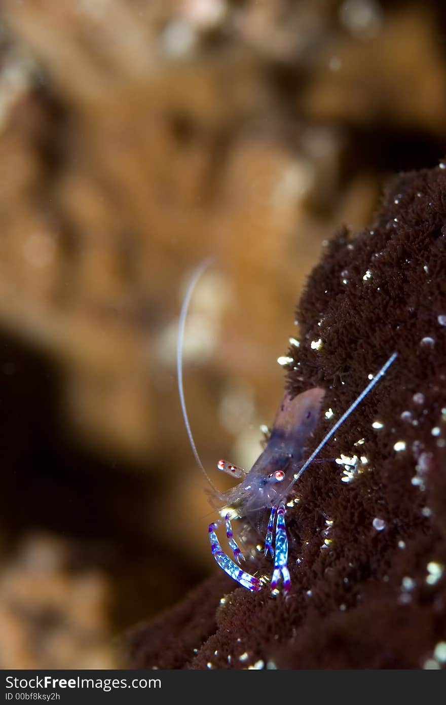 Blue shrimp on black coral. Indonesia Lembehstraat