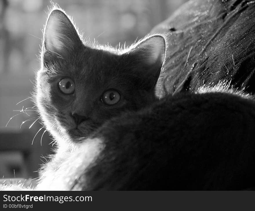 Silhouette of a grey cat watching with attention sitting in the evening sunlight