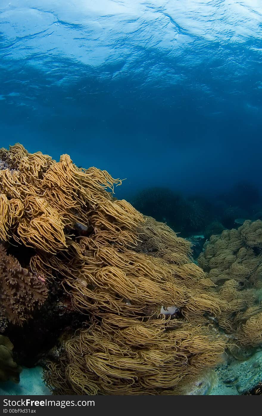 Soft corals Philippines