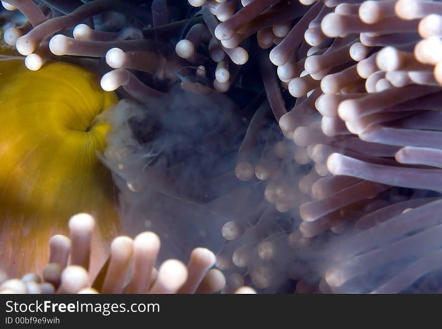 Anemone spawning. Indonesia Sulawesi Lembehstreet. Underwater image