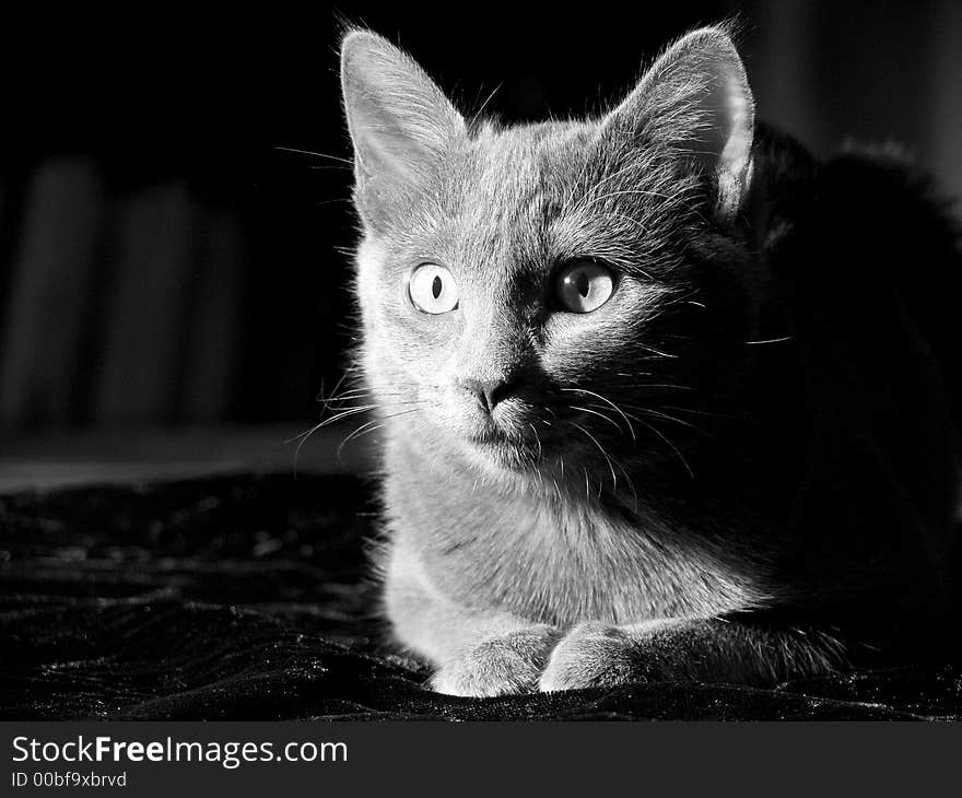 Grey cat watching with attention sitting in the evening sunlight