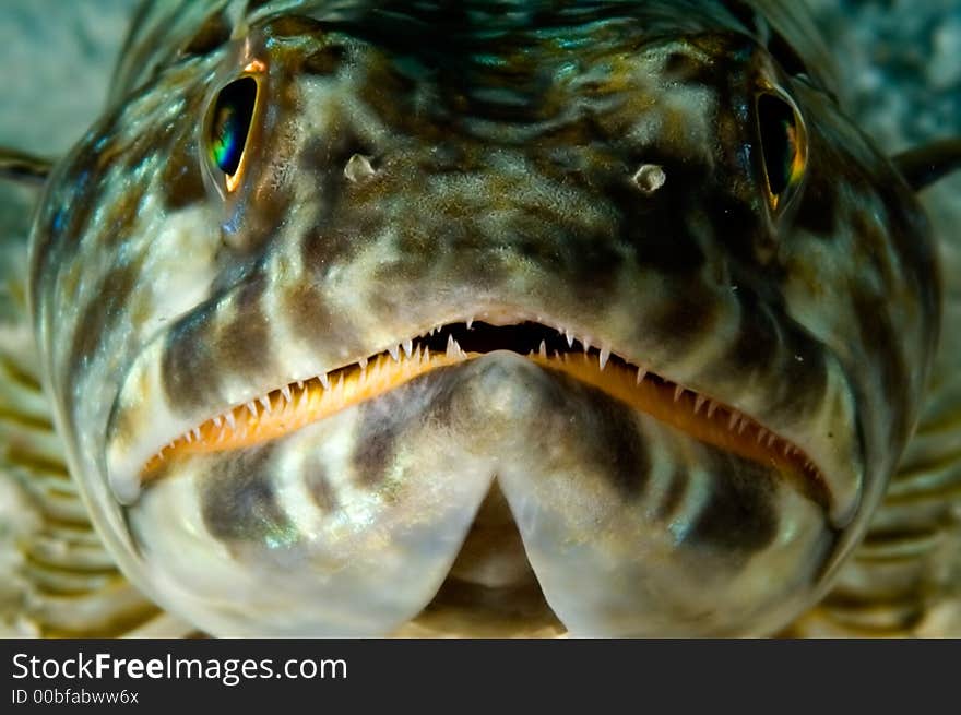 Caribbean Lizardfish