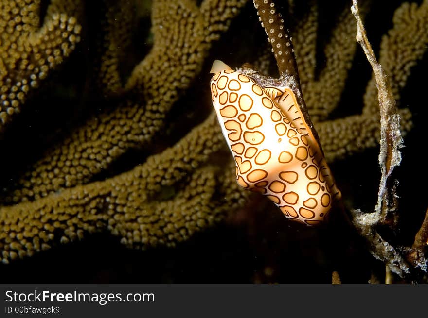 Flamingo Tongue Bonaire