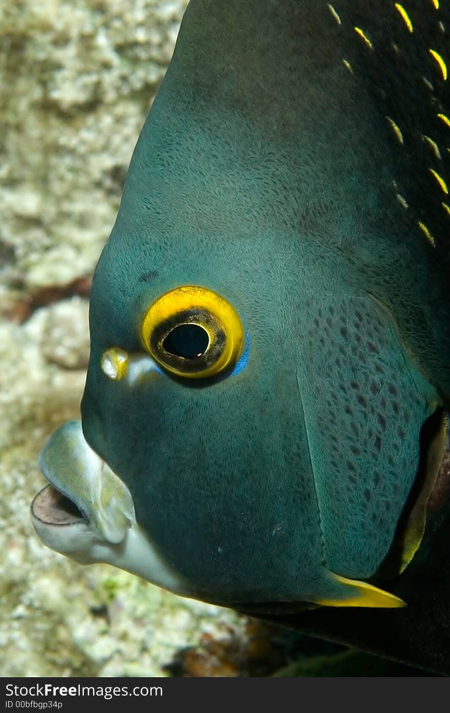 Caribbean French Angelfish