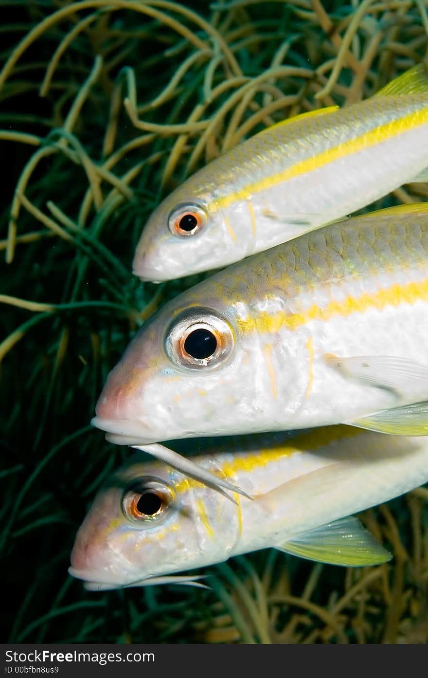 Caribbean Goatfish Family