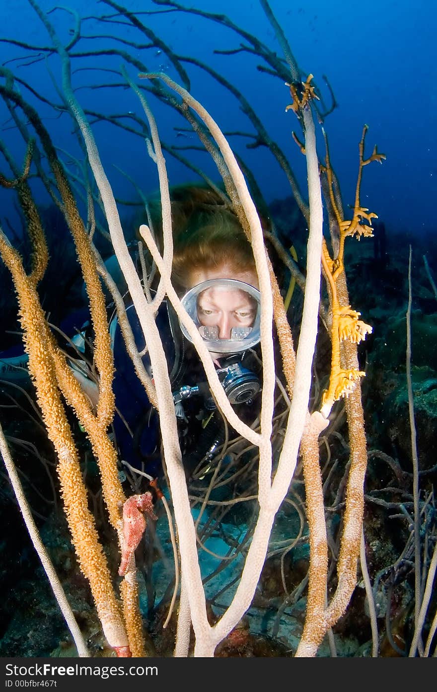 Woman diver looking at seahorse in Caribbean coral. Bonaire