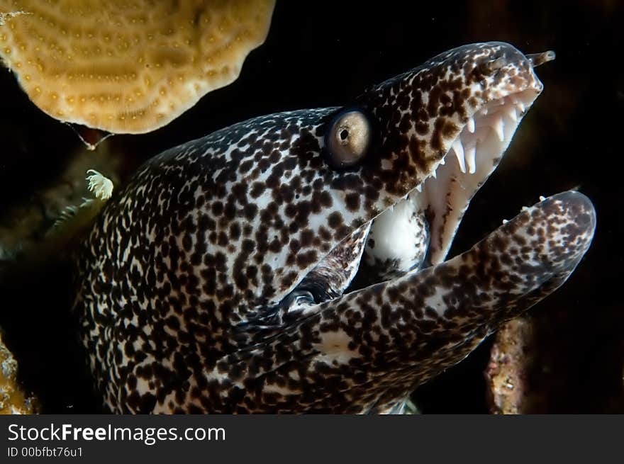 Caribbean Spotted Moray