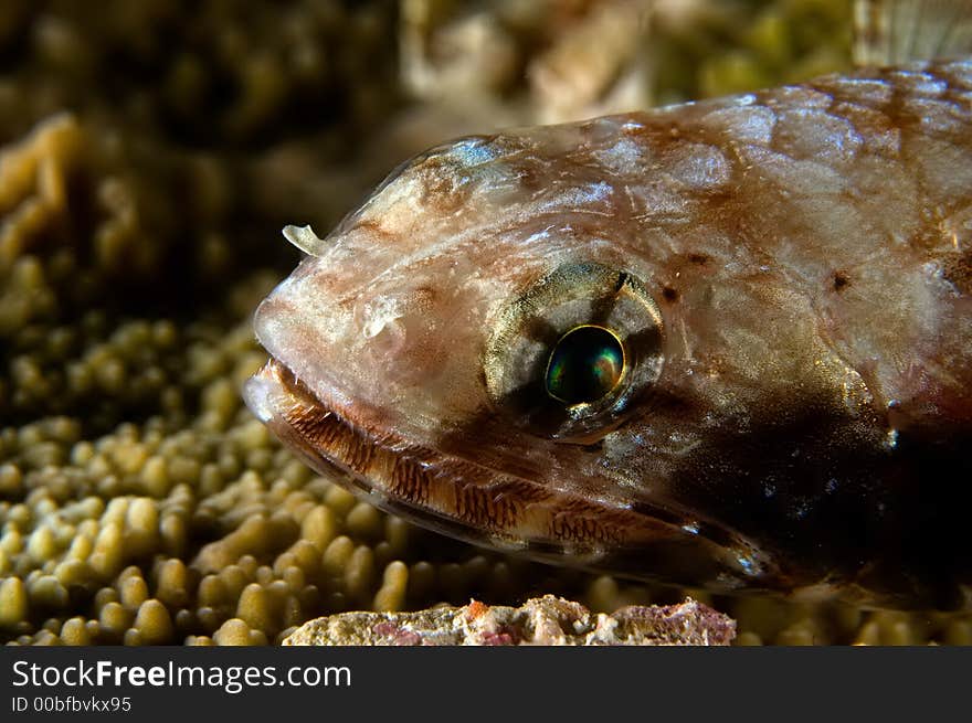 Lizardfish on reef.  Indonesia Sulawesi Lembehstreet