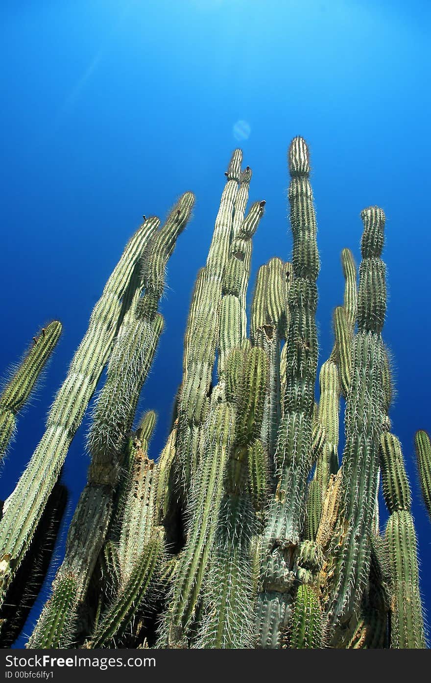 Cactus under the blue sky. Bonaire