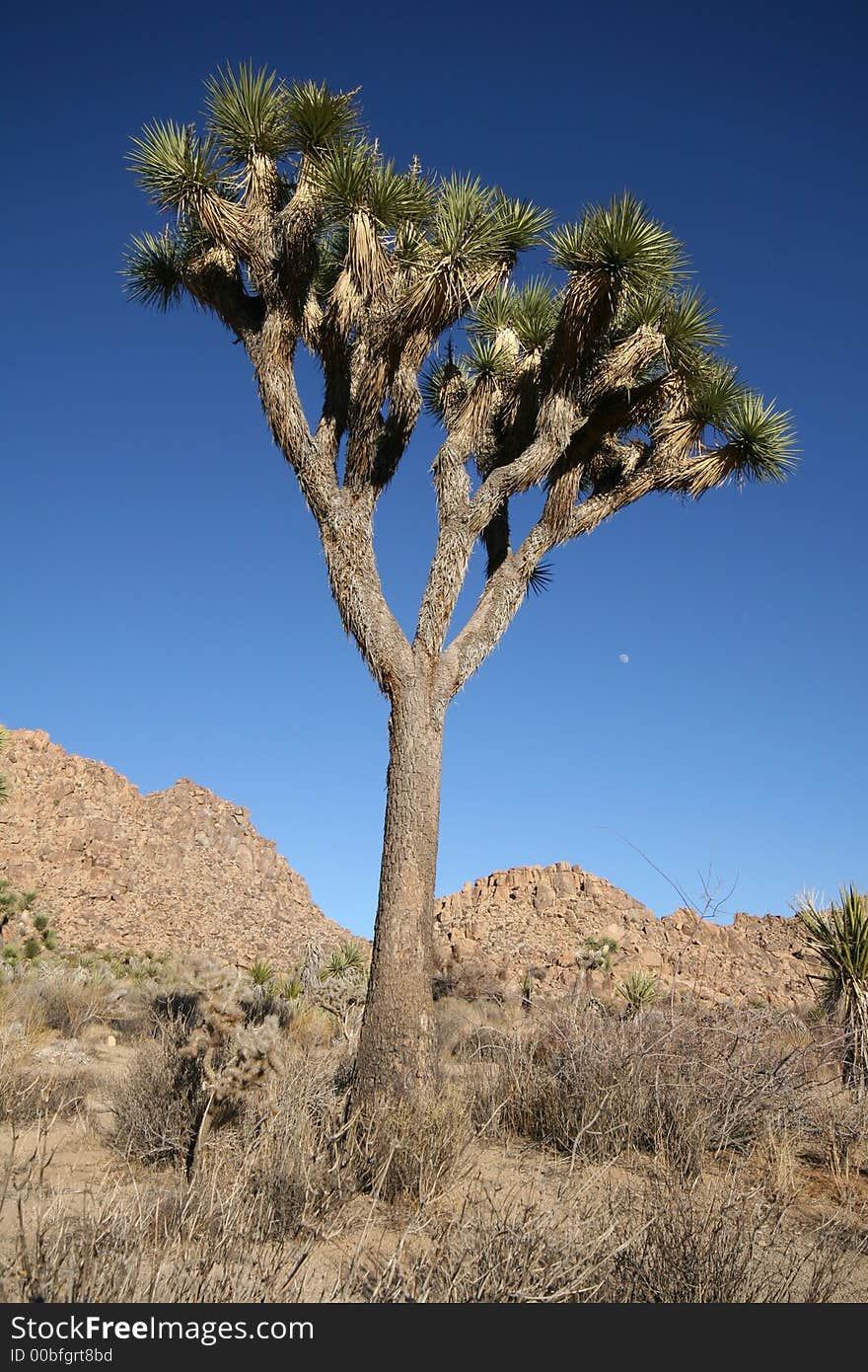 Joshua Tree with deep blue sky and moon