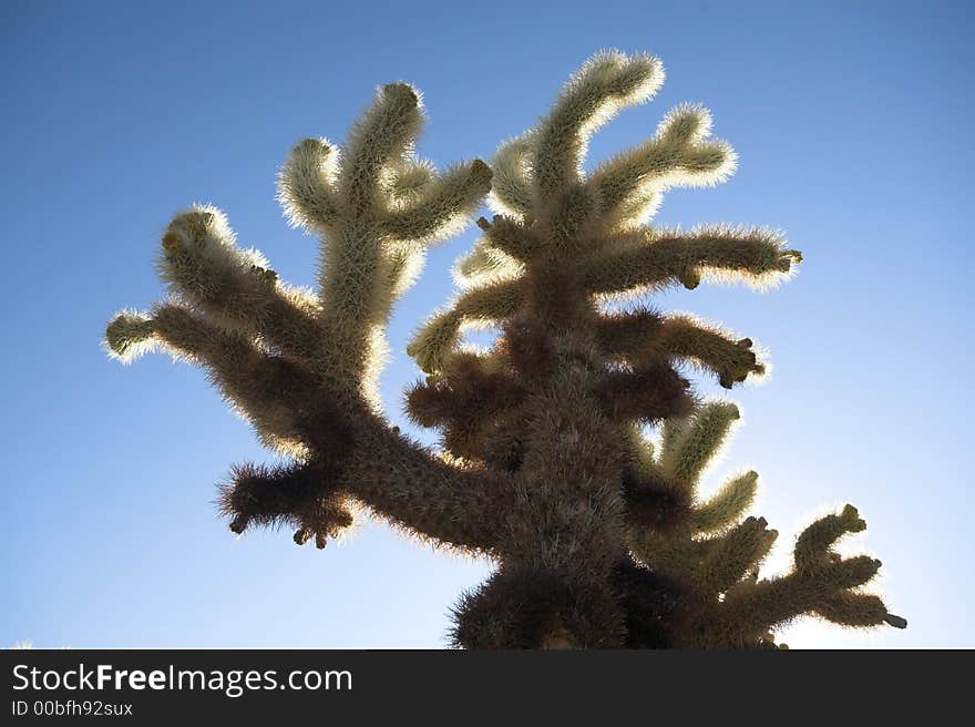 Cholla Cactus