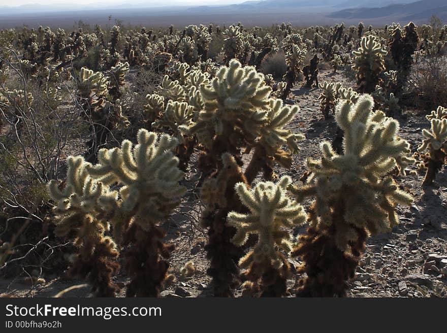 Cholla Cactus