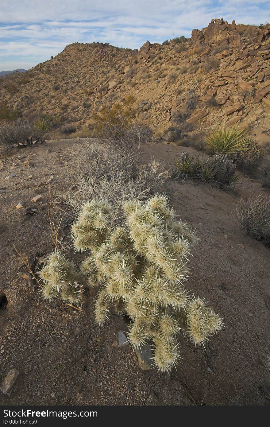 Cholla Cactus