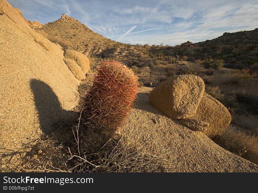 Barrel Cactus