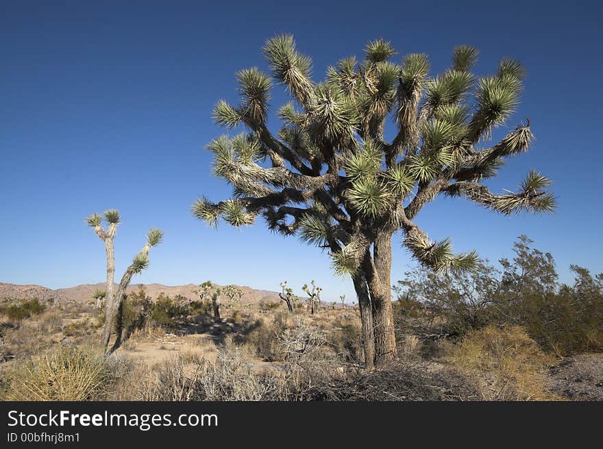 Joshua Tree with deep blue sky