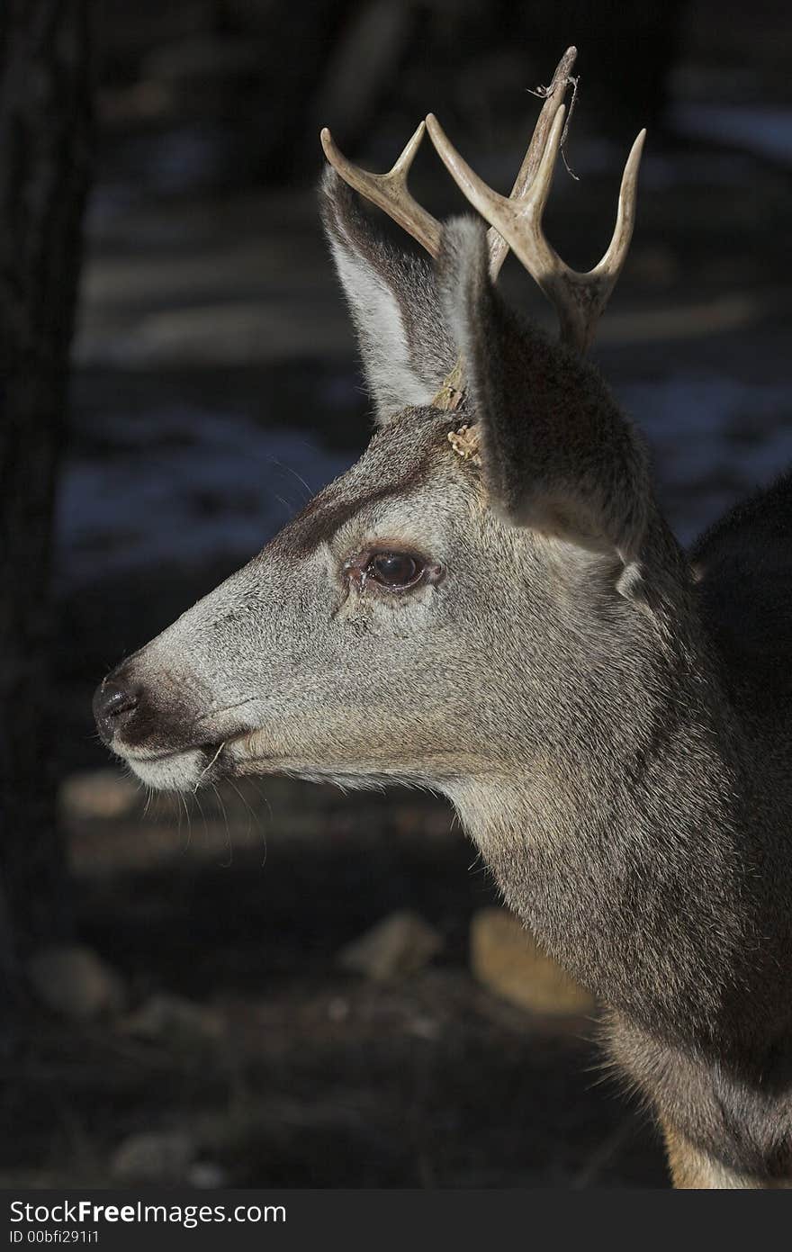 Mule deer buck with antlers