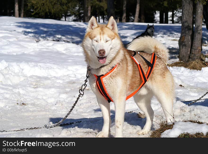 Harnessed husky waiting for mush race