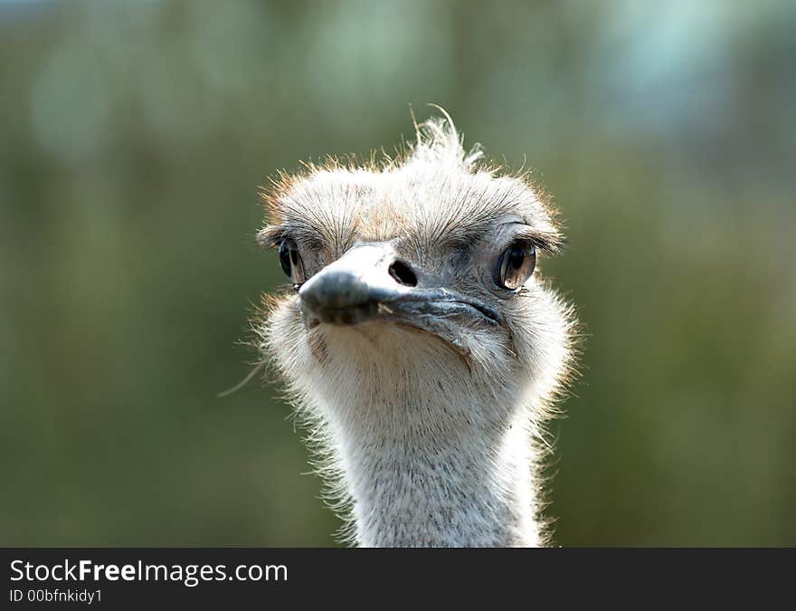 A closeup of the head of an ostrich