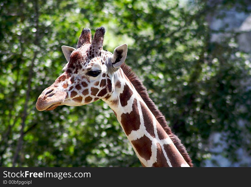 An adult giraffe walking through the bush. An adult giraffe walking through the bush.