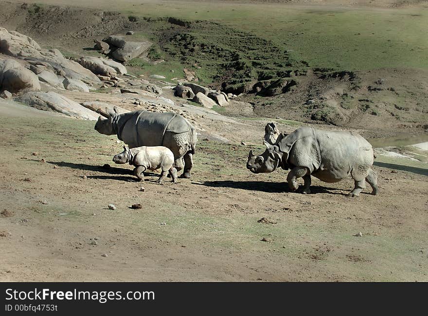 Portraits of a family of three Rhinos in San Diegao Wild Animal Park. Portraits of a family of three Rhinos in San Diegao Wild Animal Park