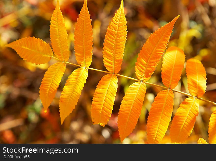 Colourful autumn-leaves with some sunshine on it. Colourful autumn-leaves with some sunshine on it