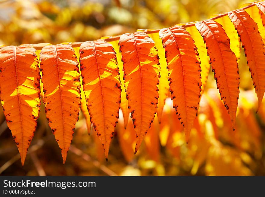 Colourful autumn-leaves with some sunshine on it