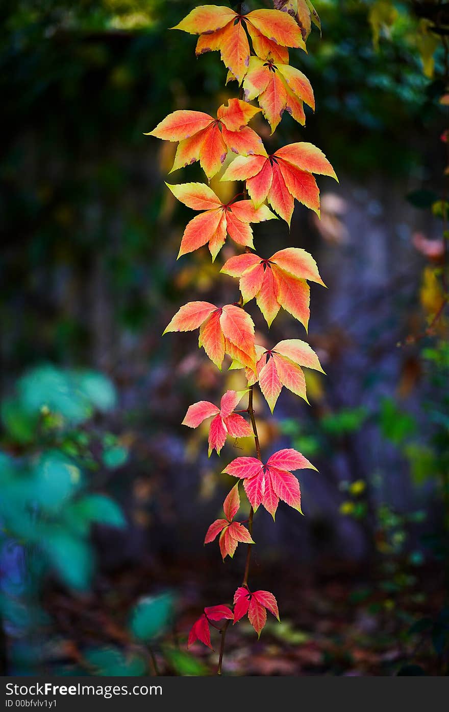 Red autumn leaves with some sunshine on it. Red autumn leaves with some sunshine on it