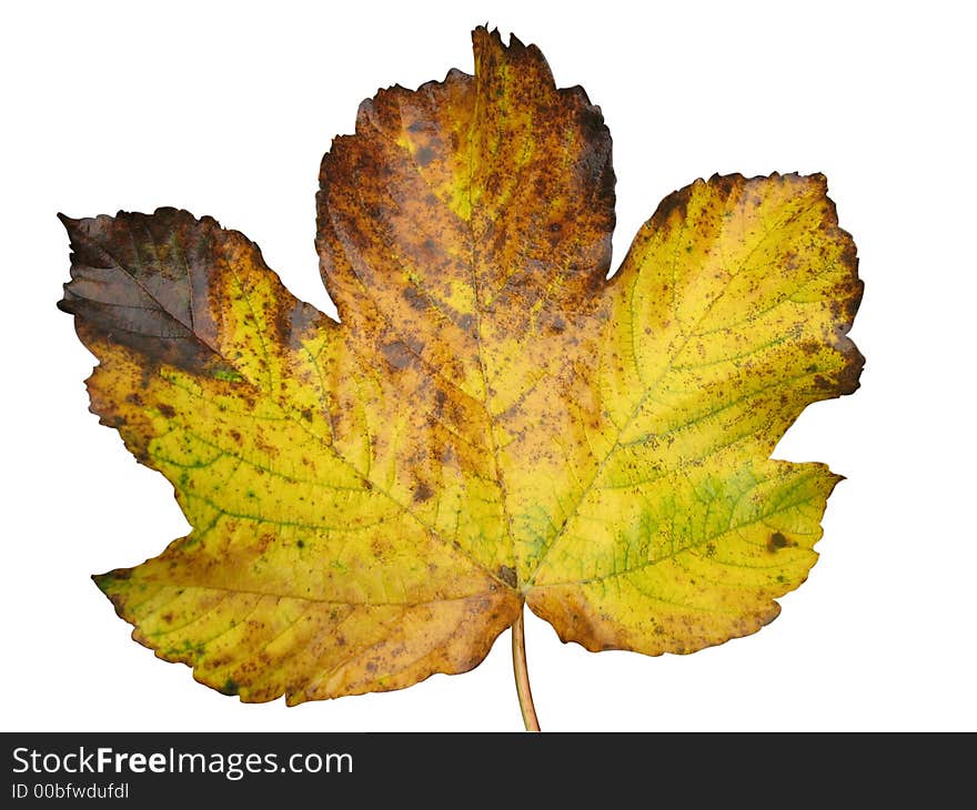 Golden leaf on a white background