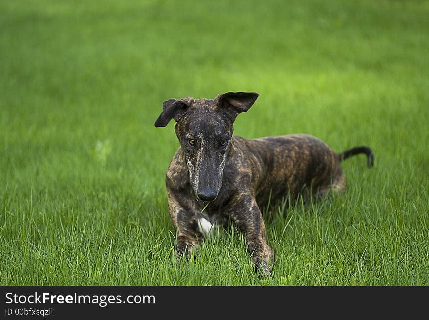 Greyhound In Grass