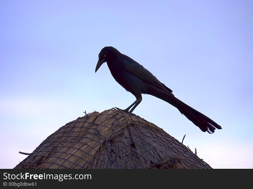 Tropical bird silhouette over a palms roof on a Caribbean beach, Mexico