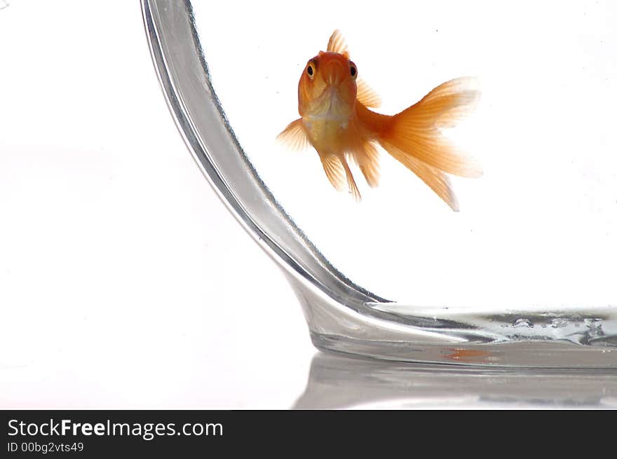 A closeup of a goldfish in a bowl against a white background. A closeup of a goldfish in a bowl against a white background.