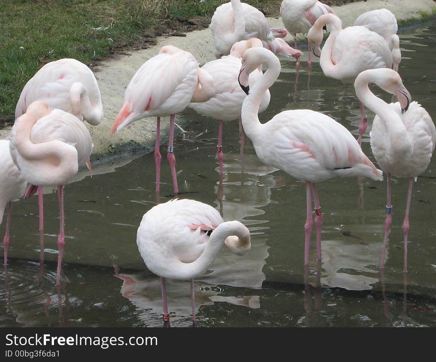 White birds in the water. White birds in the water