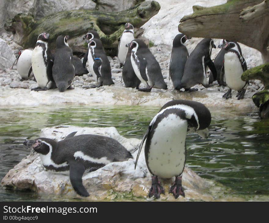 Nice penguin in the water