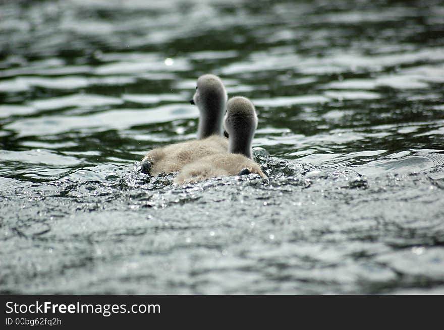 Baby swan on Danube Delta, Romania, Europe