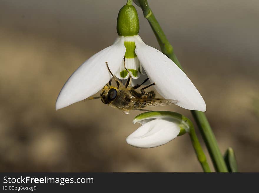 Snowdrop with bee