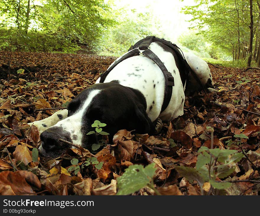 Dog braque d auvergne