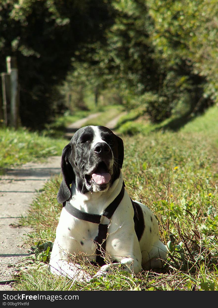 Dog braque d auvergne