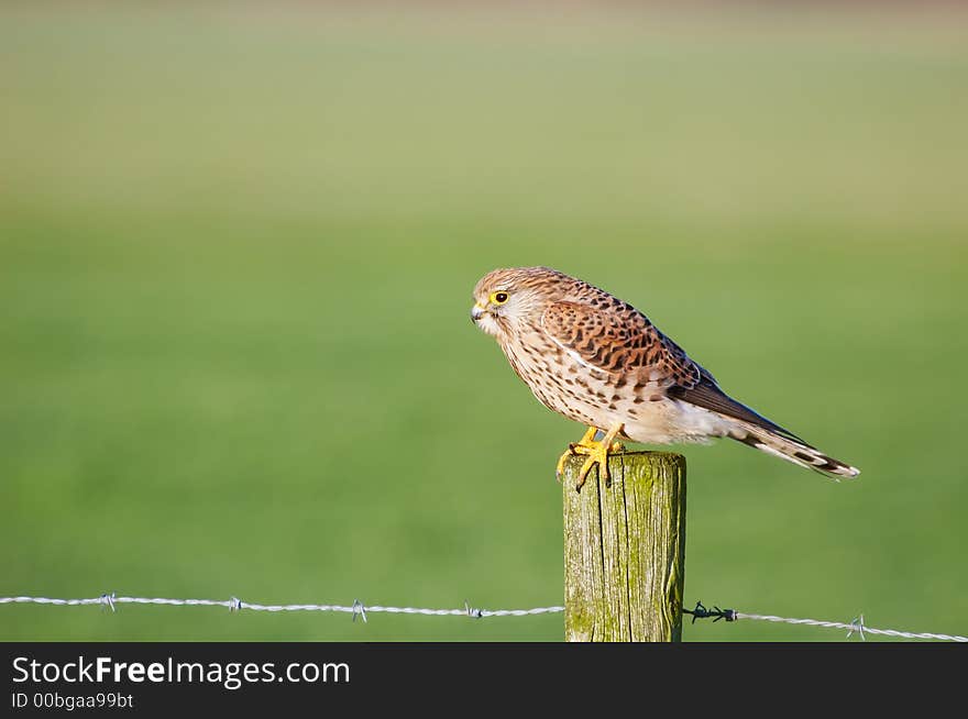 Falcon on a pole in grassland