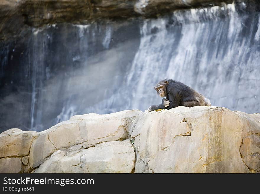 Chimpanzee looking over his shoulder. Chimpanzee looking over his shoulder